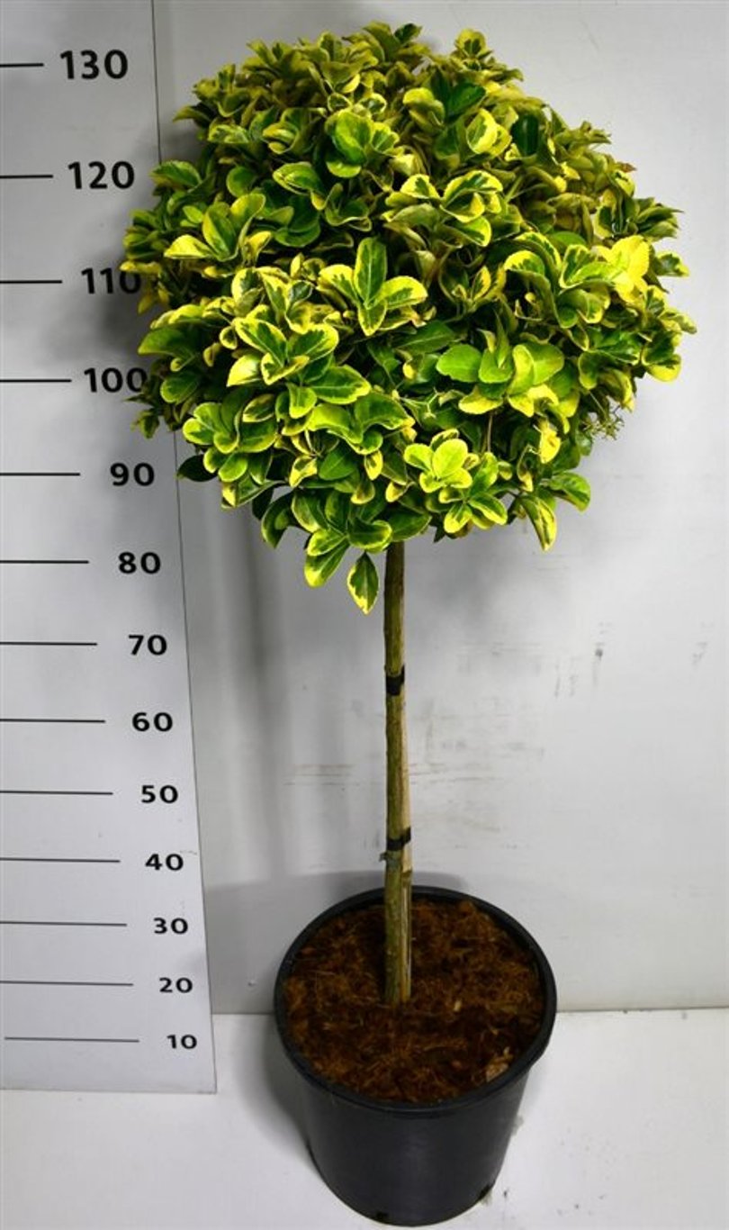 Euonymus jap. 'Aureus' - 60 CM Stem C20